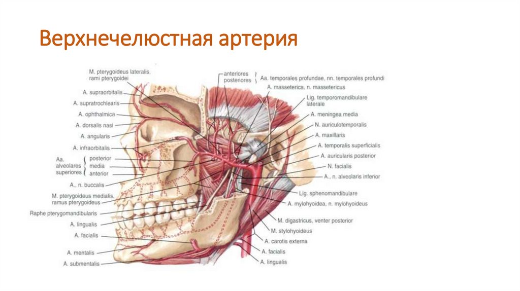 Ветви верхнечелюстной артерии схема