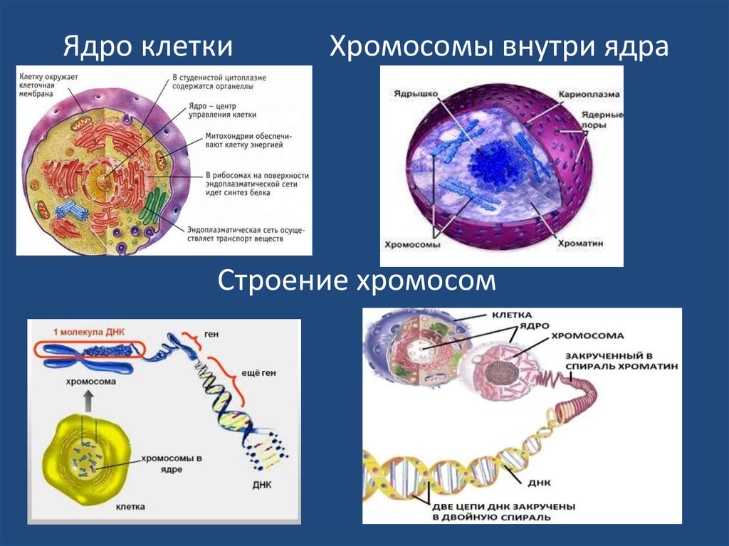 Какие структуры в ядрах содержат днк. Строение клетки хромосомы. Клетка ядро хромосома ДНК. Строение клетки хроматин. Строение ядра хромосомы.