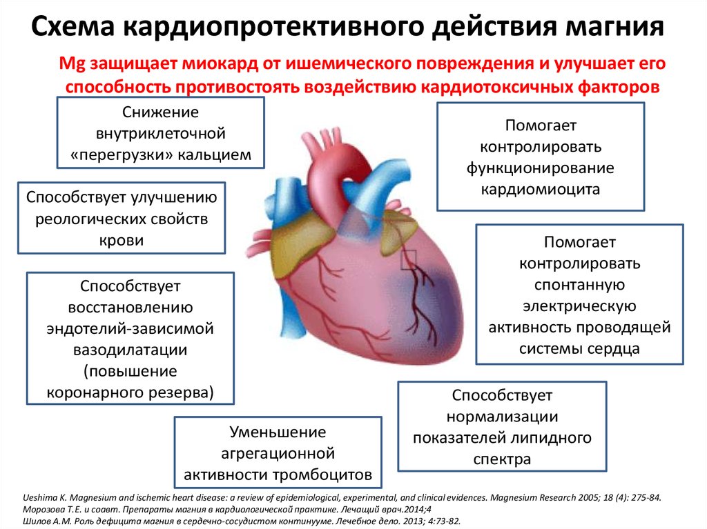 Действие магния. Роль магния и калия в деятельности сердца. Магний влияние на сердечно-сосудистую систему. Роль магния в работе сердца. Влияние магния на сердце.