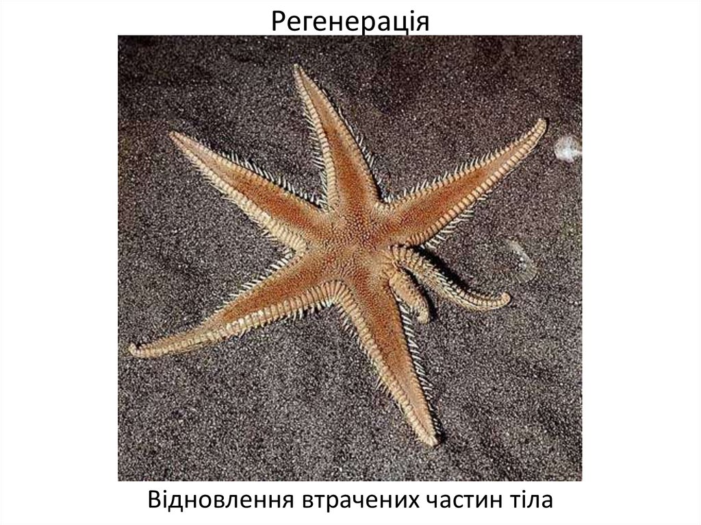 Морская звезда половое размножение. Иглокожие морские звезды. Пятилучевая симметрия иглокожих. Иглокожие морские звезды размножение. Регенерация иглокожих.
