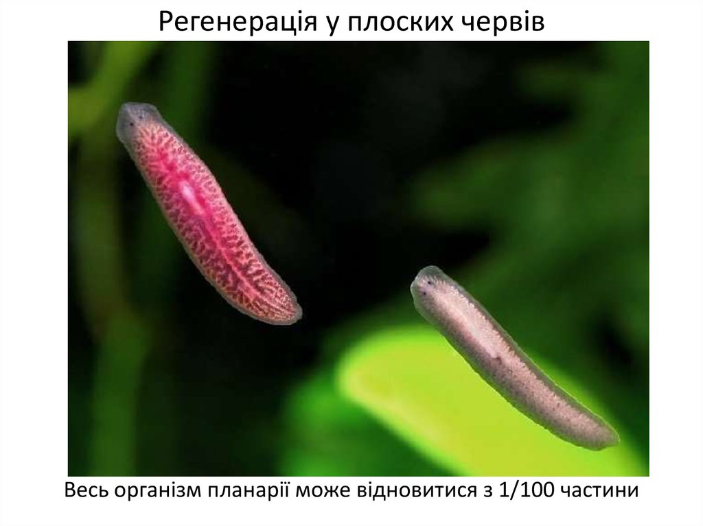 Регенерація у плоских червів