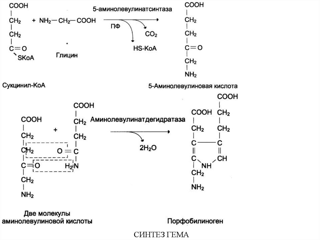 Схема синтеза гема биохимия