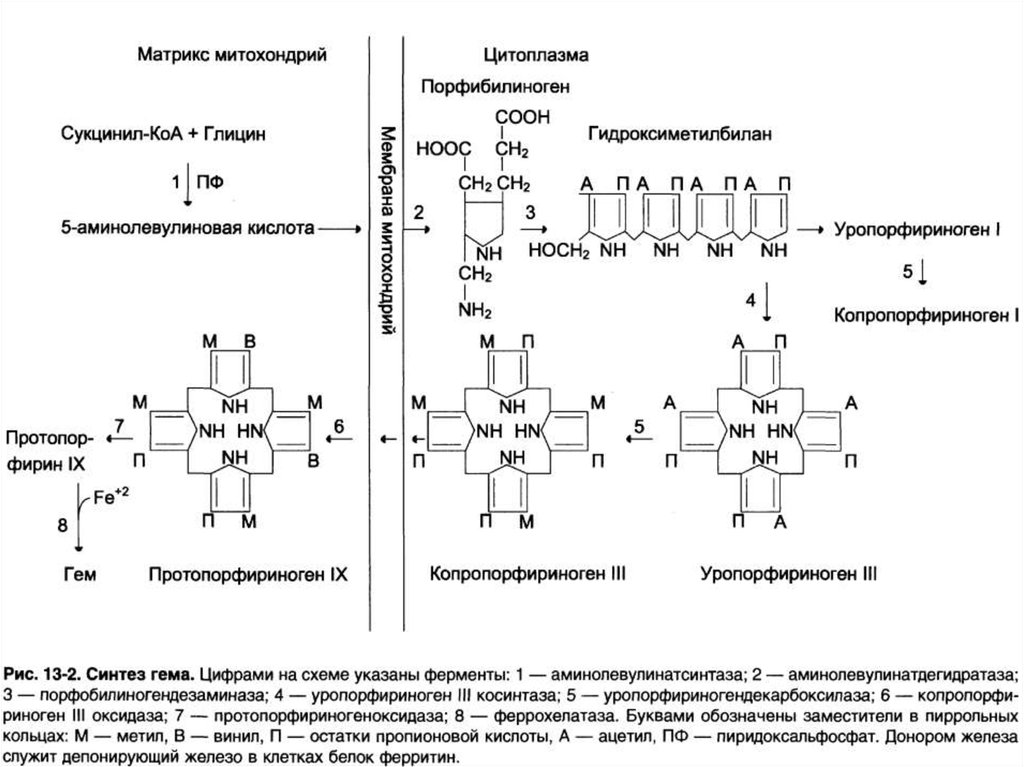 Синтез гему. Синтез гема биохимия схема. Схема реакций синтеза гема. Схему синтеза гема из порфобилиногена.