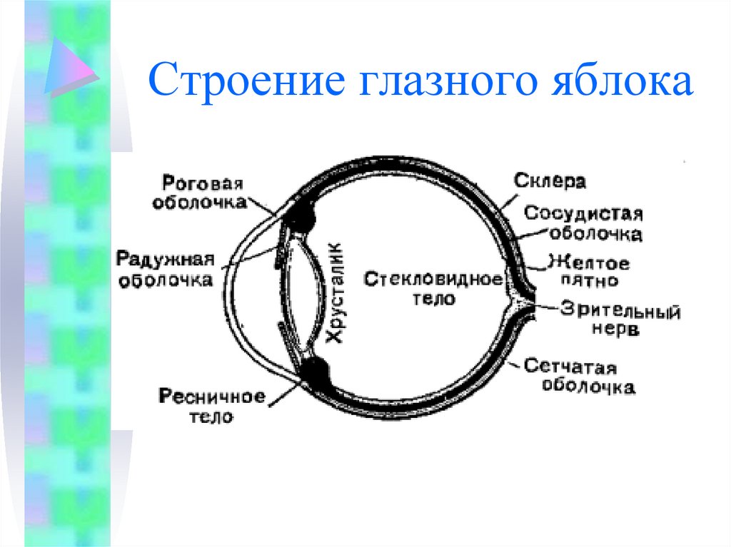 Строение глазного яблока презентация