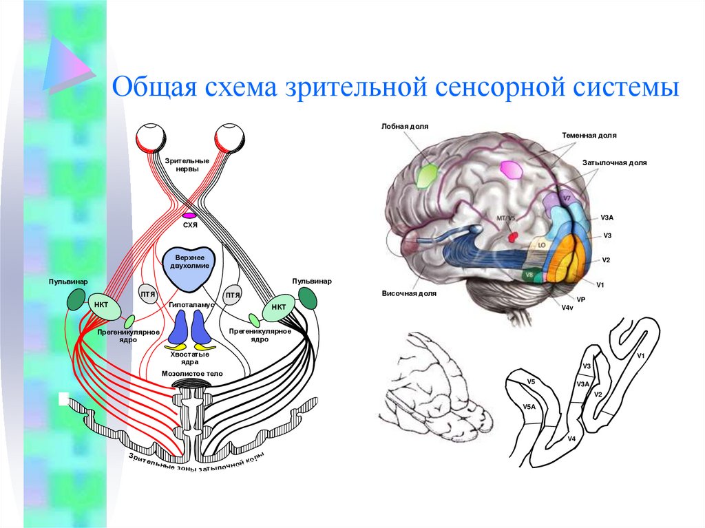 Зрительная система презентация