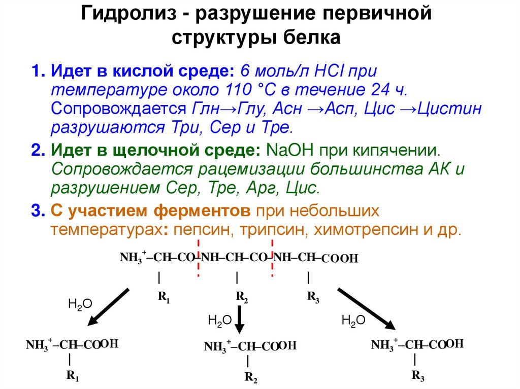 Какие продукты образуются при гидролизе белков приведите схему гидролиза белка