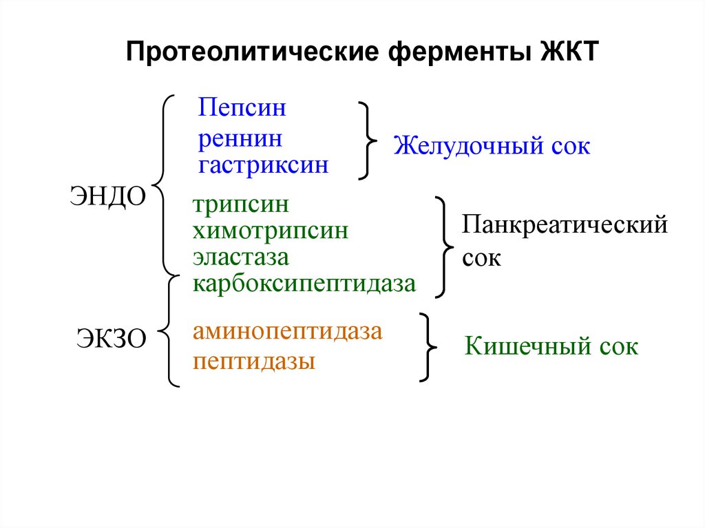 Окончательное переваривание белков. Характеристика протеолитических ферментов. Аминопептидаза. Пепсин и трипсин расщепляют. Пепсин и химотрипсин.