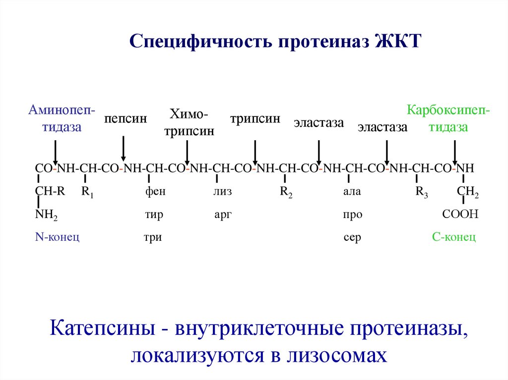 Какой фермент расщепляет белки до аминокислот. Пепсин трипсин химотрипсин. Пепсин и химотрипсин. Трипсин реакция. Трипсин и химотрипсин расщепляют белки.