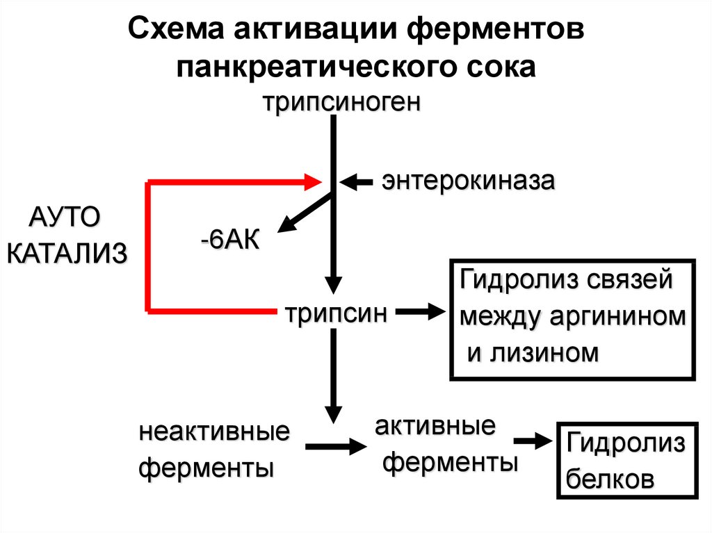 Активация пепсиногена