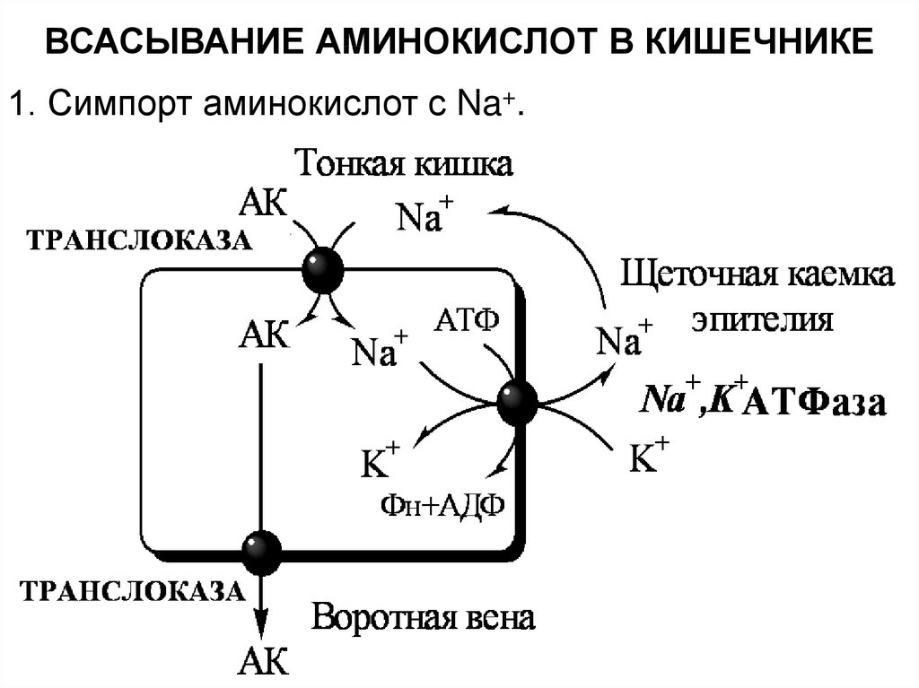 Всасывание аминокислот и простых углеводов. Механизм всасывания аминокислот биохимия. Механизм всасывания аминокислот схема. Механизм всасывания аминокислот в кишечнике. Схема всасывания аминокислот в кишечнике.