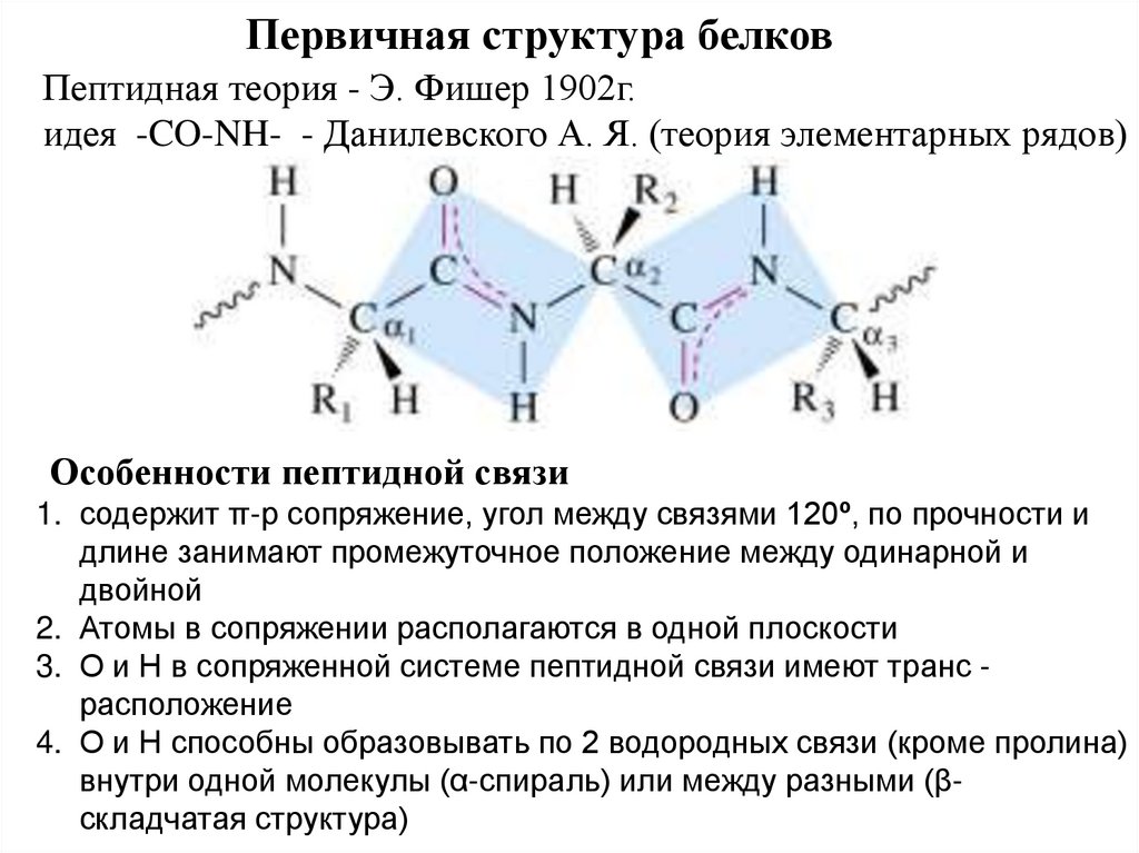 Рассмотрите схему участка первичной структуры молекулы белка какой цифрой обозначена пептидная связь