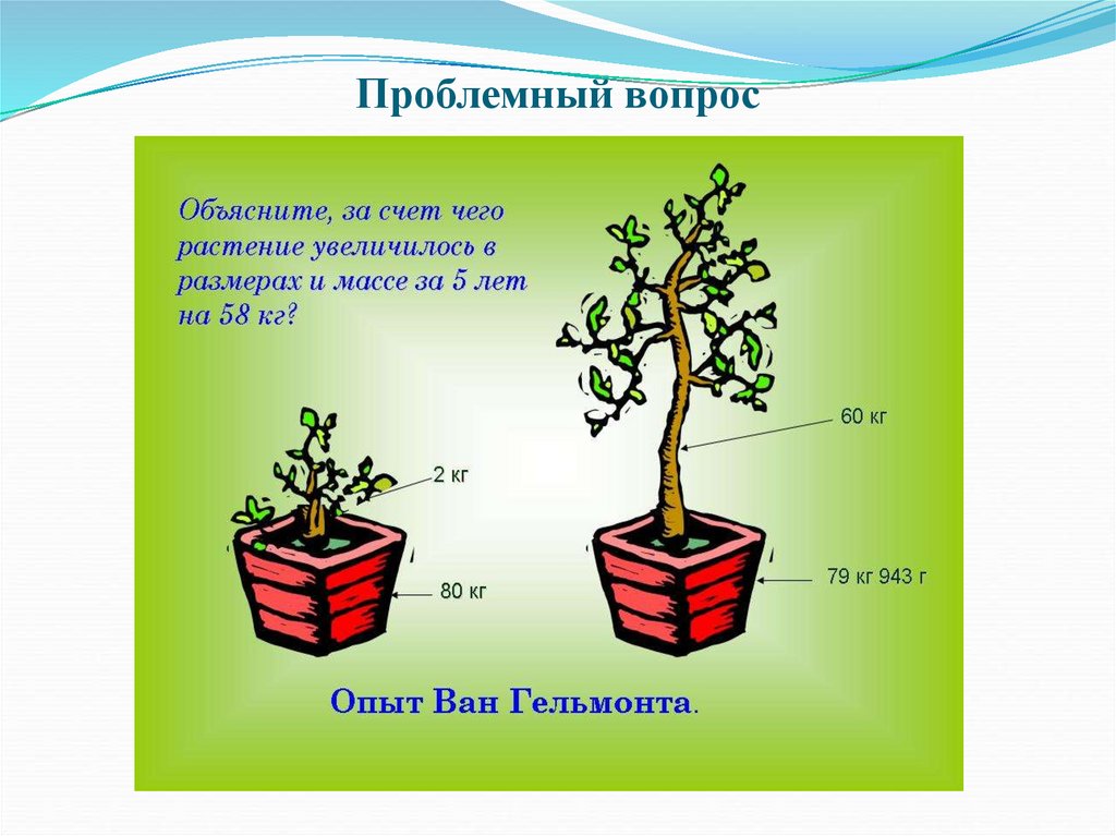 Опыт питания. Опыт Ван Гельмонта. Ван Гельмонт растения. Опыт Ван Гельмонта с растением. Ван Гельмонт эксперимент с ивой.