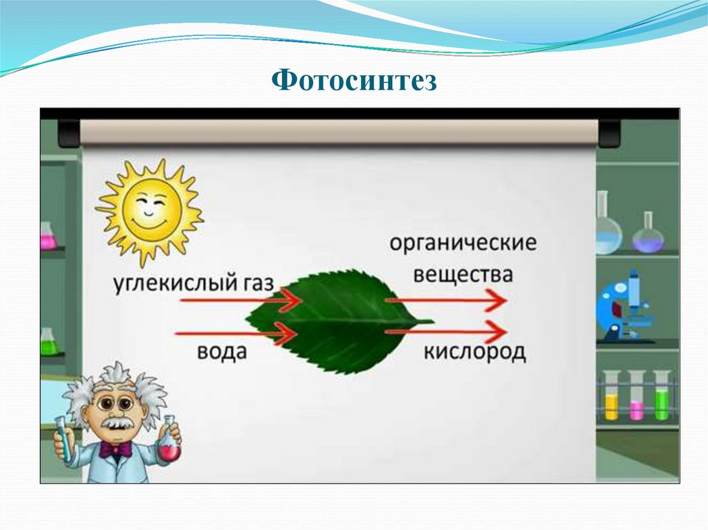 Функции листа 6 класс. Функции листа 6 класс биология. Функции листа презентация. Записать функции листа. 4 Функции листа 6 класс.