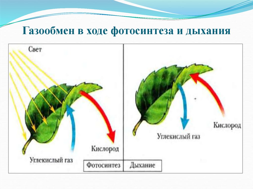 Вода при фотосинтезе и дыхании. Процесс дыхания и фотосинтеза у растений. Газообмен в листьях. Процессы газообмена в листьях. Процесс газообмена у растений.