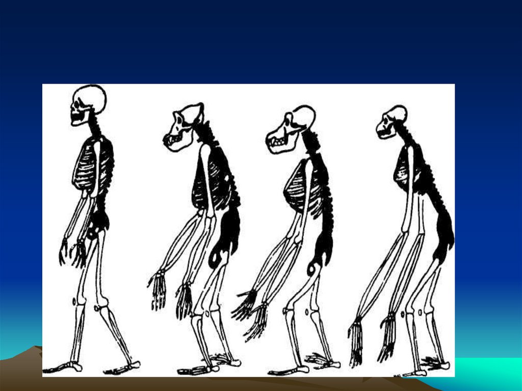 Деятельность человекообразных обезьян. Скелет гиббона. Легко рисунок человекообразные обезьяны. Мышечный скелет шимпанзе. Самая сложная биология.
