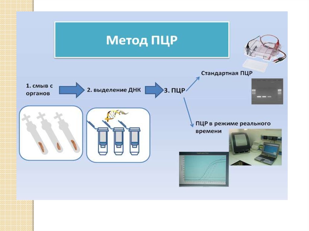 Пцр это. ПЦР методика исследования. Методика выполнения ПЦР. Схема исследования методом ПЦР. ПЦР метод диагностики.