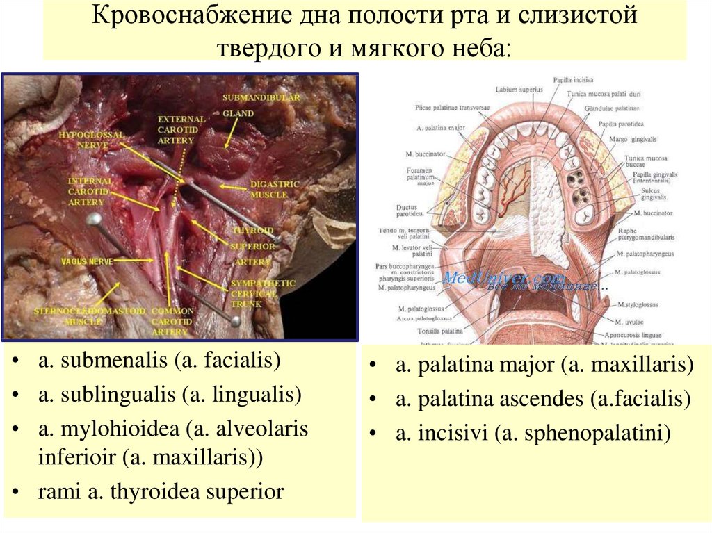 Границы полости рта. Кровоснабжение дна полости рта. Кровоснабжение и иннервация ротовой полости. Кровоснабжение и иннервация дна полости рта. Дно ротовой полости анатомия.