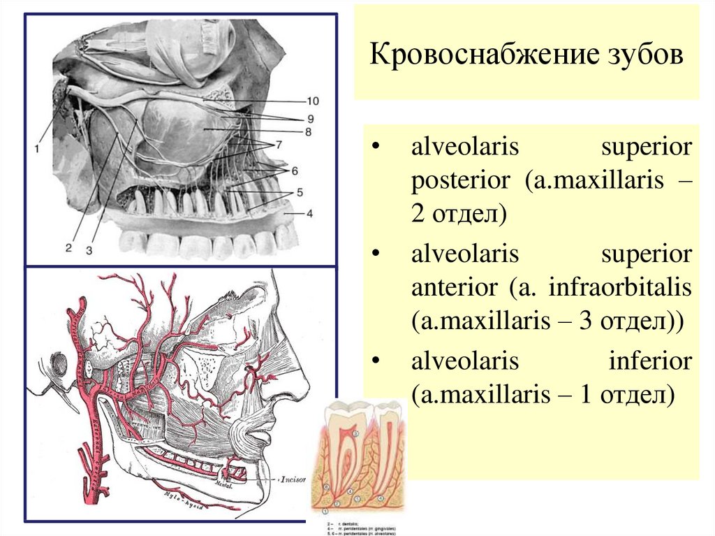 Сосуды десны. Ветви a maxillaris схема. Схема кровоснабжения верхней челюсти. Кровоснабжение зубов верхней челюсти. Верхнечелюстная артерия схема.