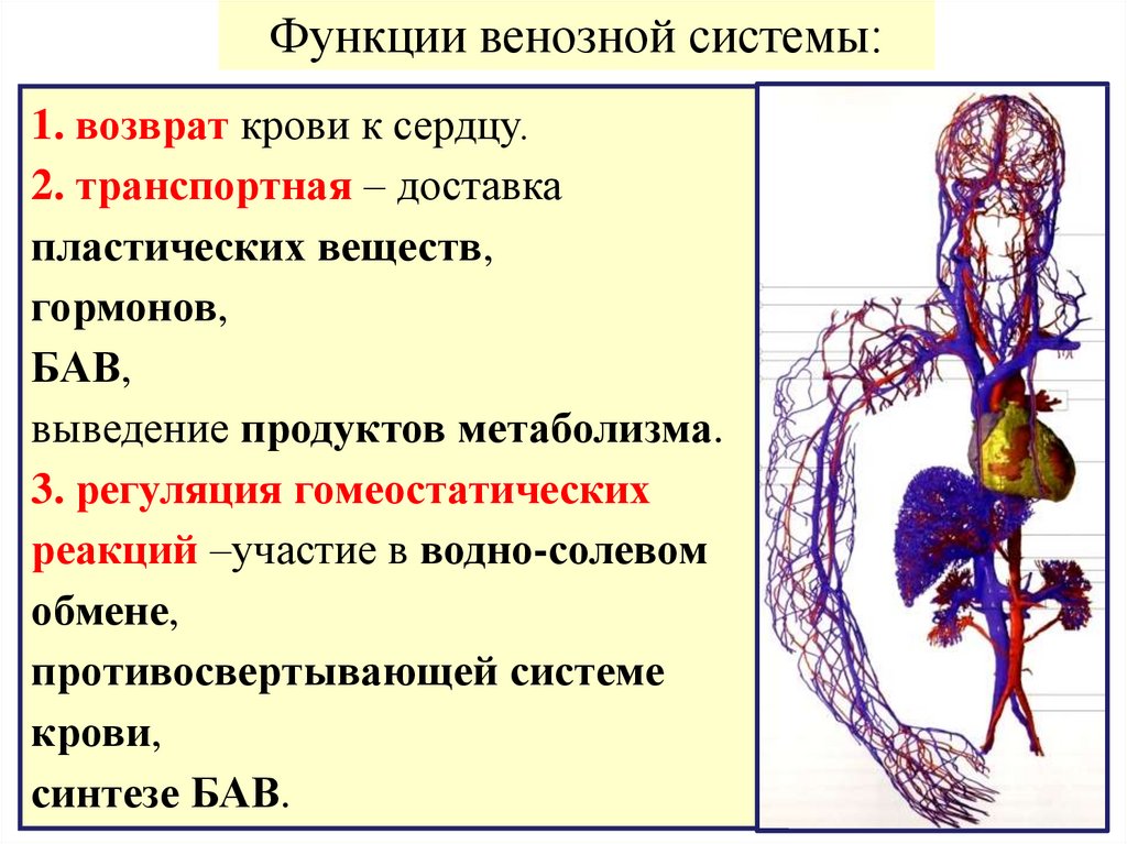 Особенность строения вены по сравнению с артерией. Строение венозной системы. Функции венозных сосудов. Особенности строения венозной системы. Функции вен у человека.