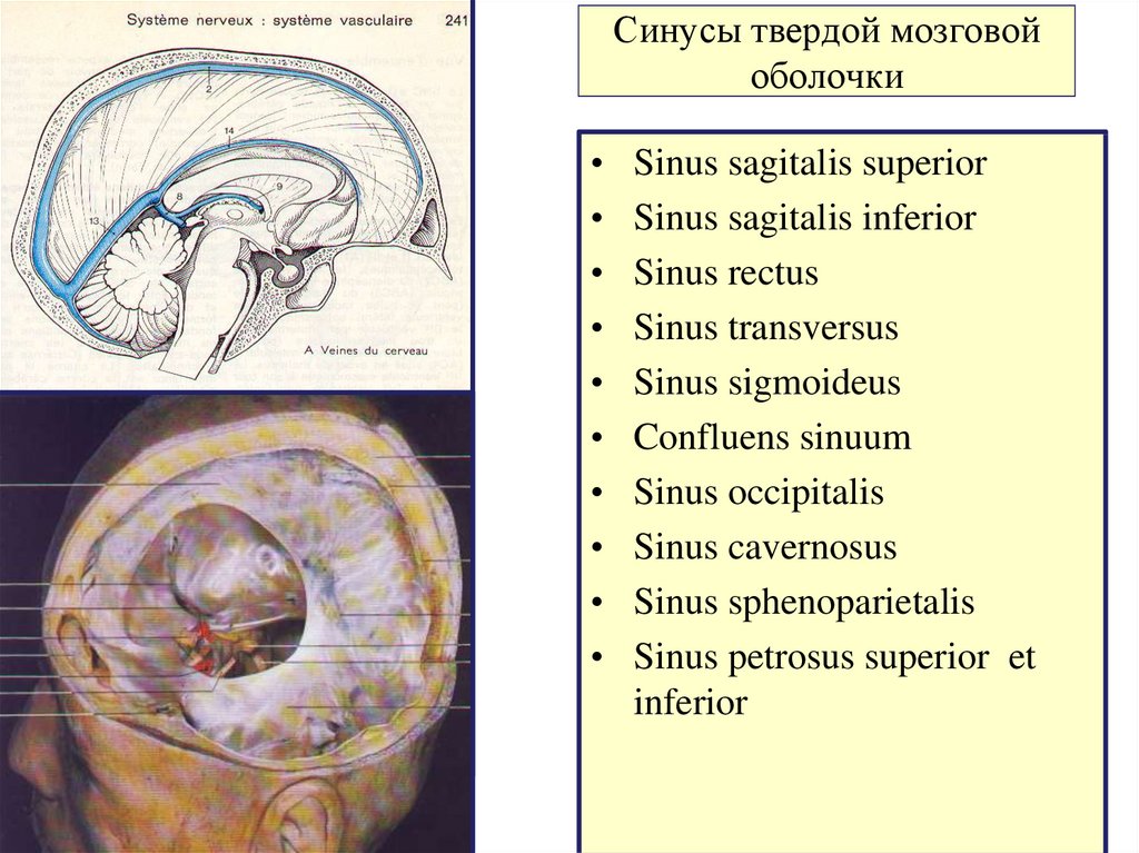 Синусы оболочки головного мозга. Синусы твердой мозговой оболочки топографическая анатомия. Непарные синусы твердой мозговой оболочки. Анастомозы синусов твердой мозговой оболочки. Синусы твердой мозговой оболочки латынь.