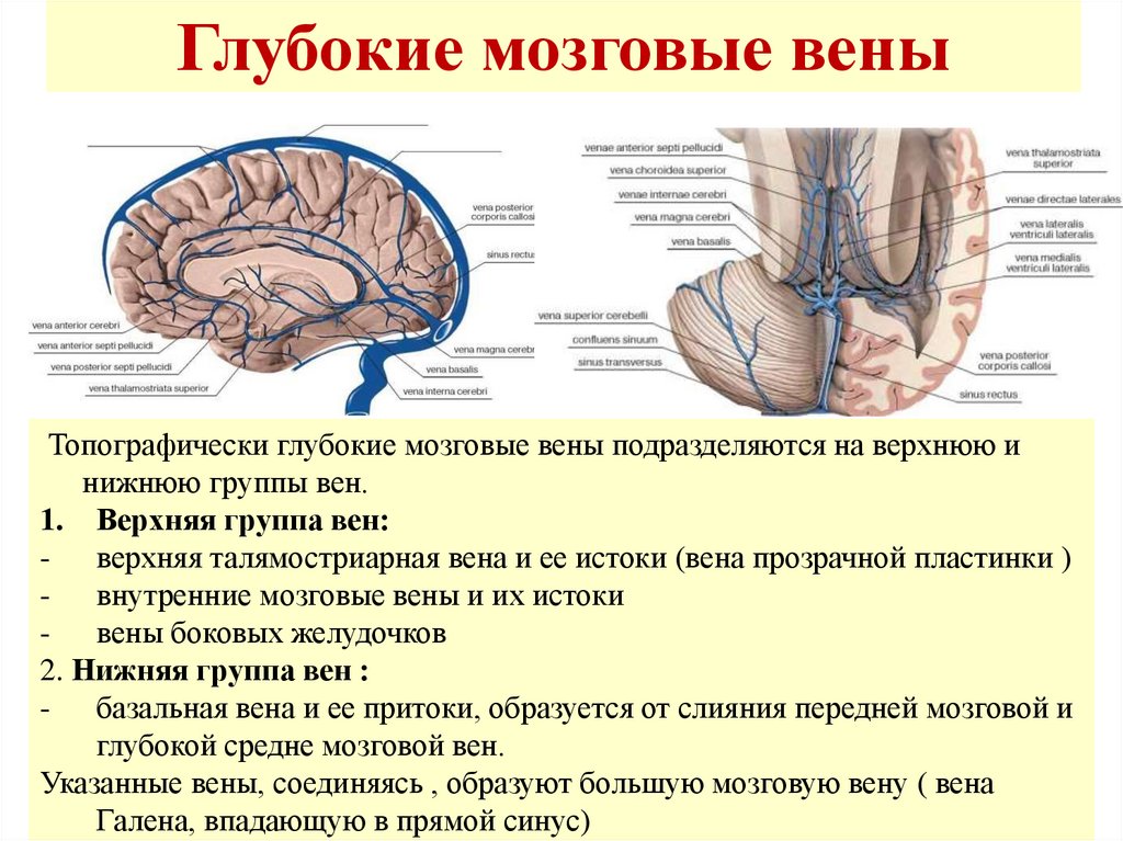 Верхние вены мозга. Вены головного мозга синусы твердой мозговой оболочки. Поверхностная мозговая Вена. Поверхностная средняя мозговая Вена.