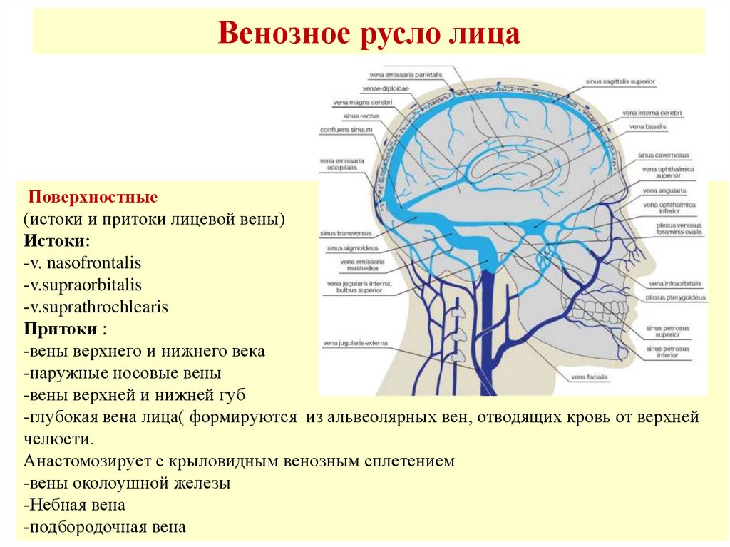 Куда оттекает. Поверхностные вены головы схема. Вены головы анатомия схема. Схема оттока венозной крови головы. Венозный отток мозга схема.