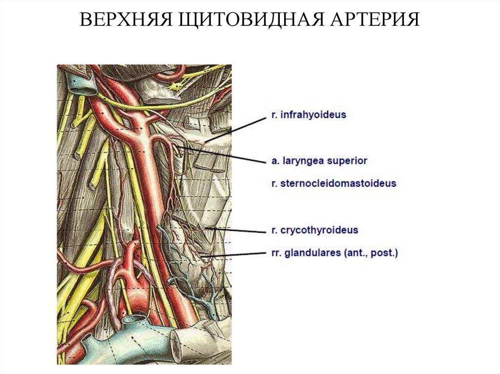 Артерии щитовидной железы. Верхняя щитовидная артерия кровоснабжает. Ветви верхней щитовидной артерии. Ветви верхней щитовидной артерии анатомия. A. thyroidea Superior верхняя щитовидная артерия.