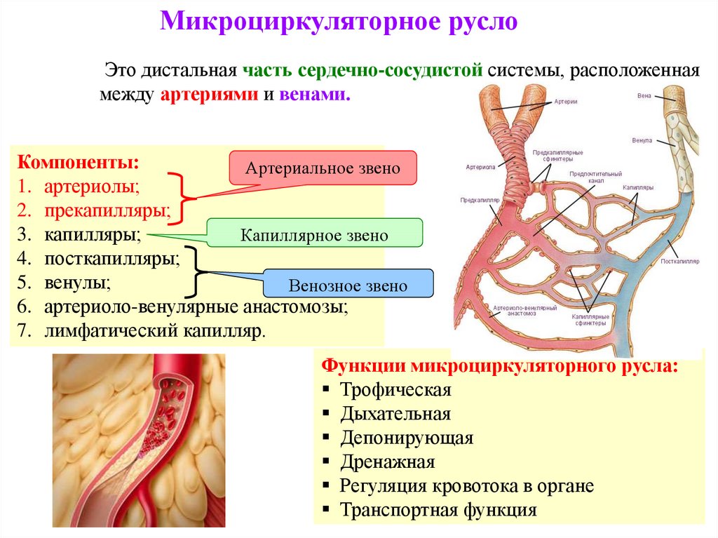 Какую функцию выполняет артерия в процессе кровообращения. Анастомозы артерий и вен анатомия. Строение микроциркуляторного русла. Микроциркуляторное русло клетки. Магистральные артерии анатомия.