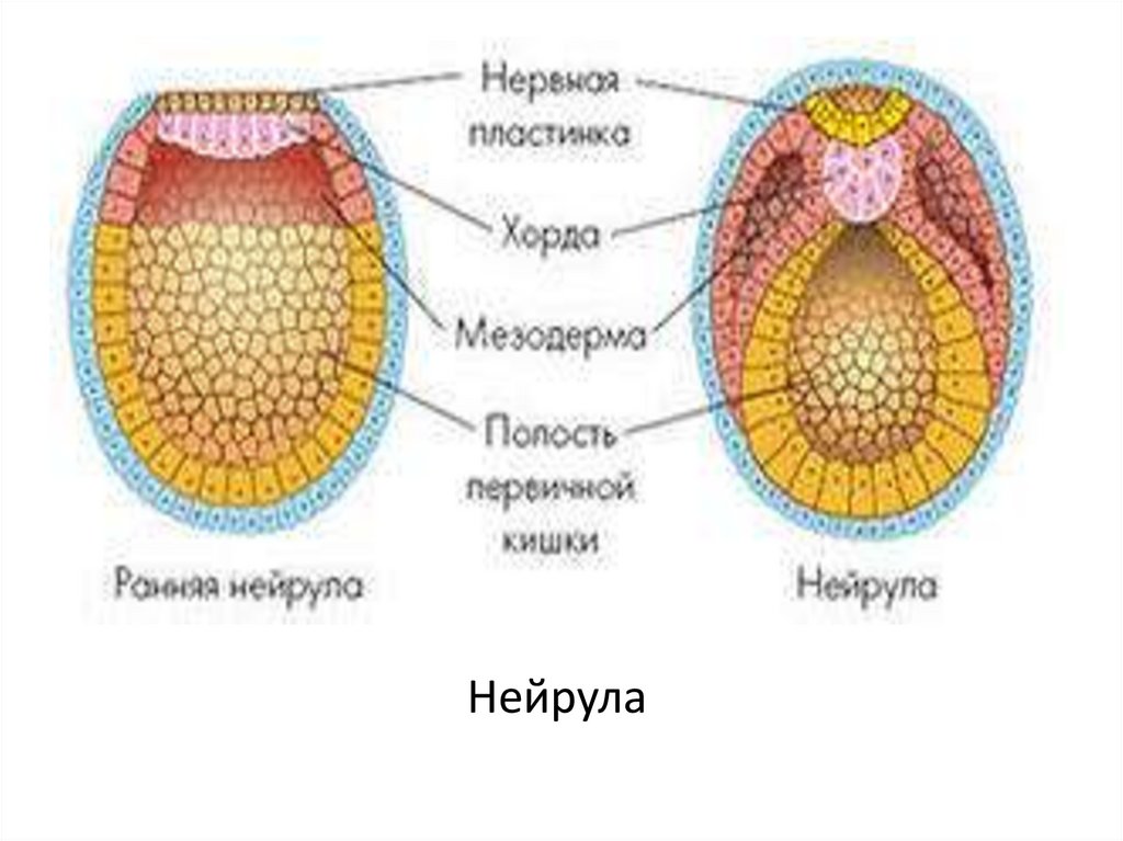 Нейрула двухслойный зародыш