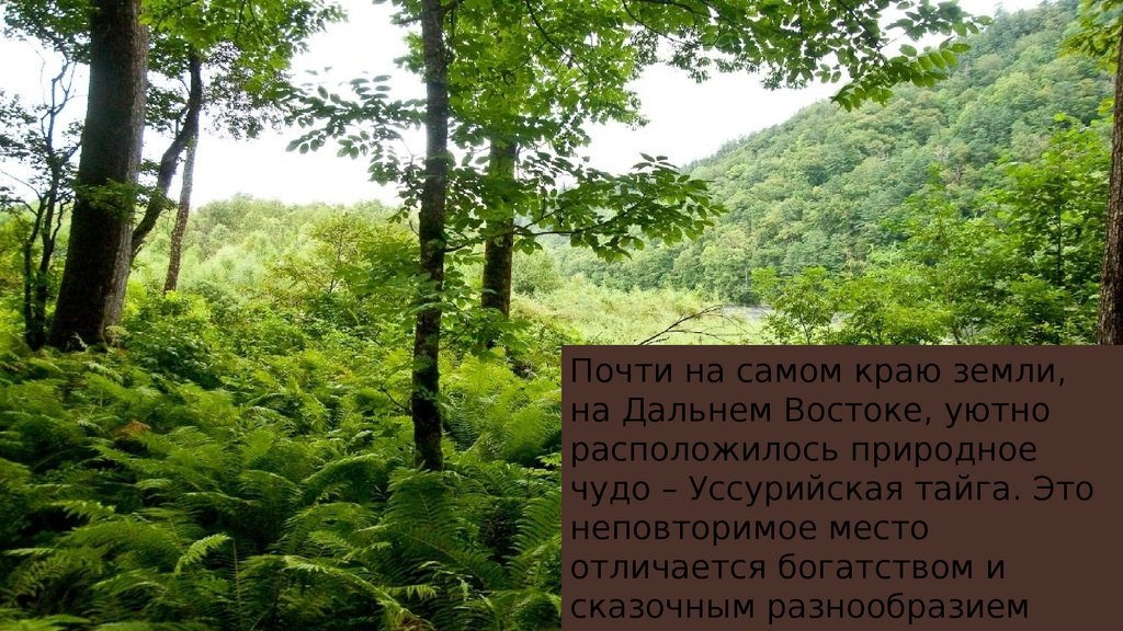 Уссурийская тайга почвы