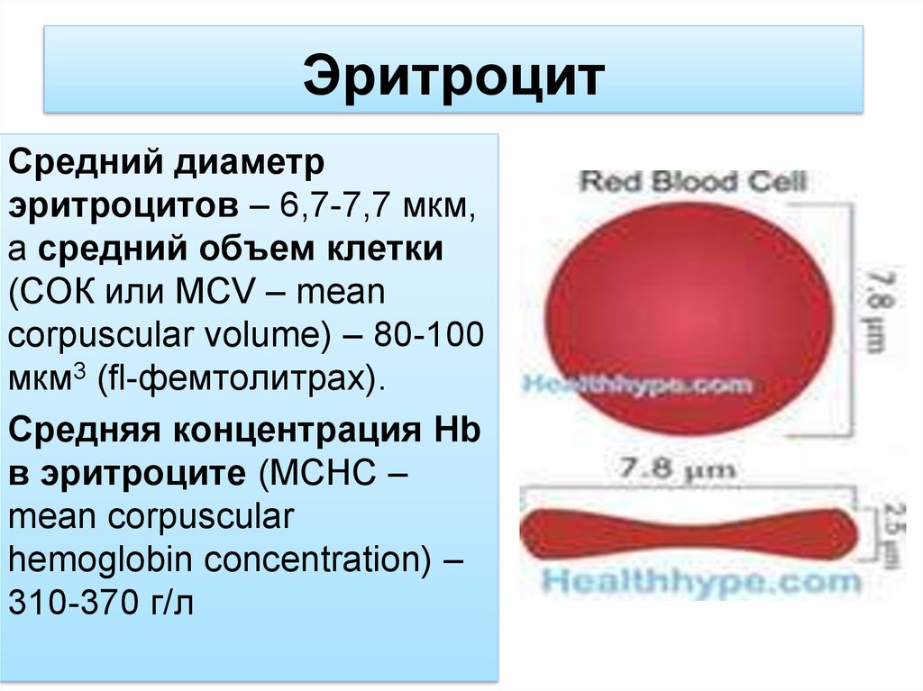 Уменьшенный объем эритроцитов. Диаметр эритроцитов. Размер эритроцита. Размер эритроцитов в крови человека. Средний диаметр эритроцитов.