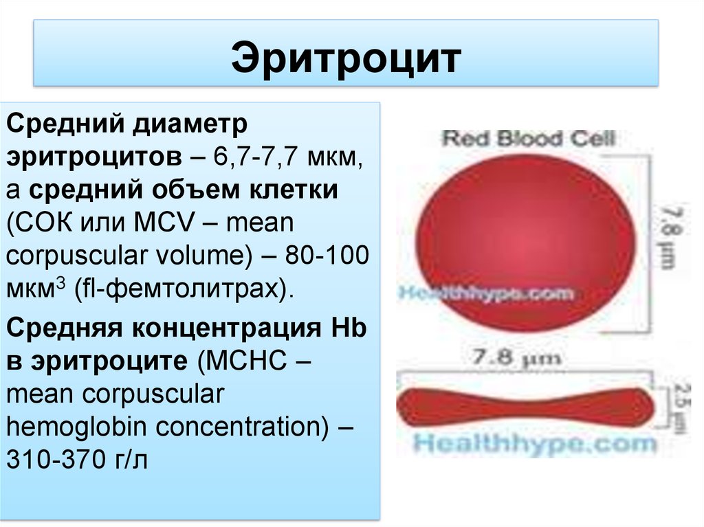 Средний объем эритроцитов это. Средний объем эритроцита мкм3. Средний объем эритроцитов (фл или мкм3). Диаметр эритроцитов. Средний диаметр эритроцитов.
