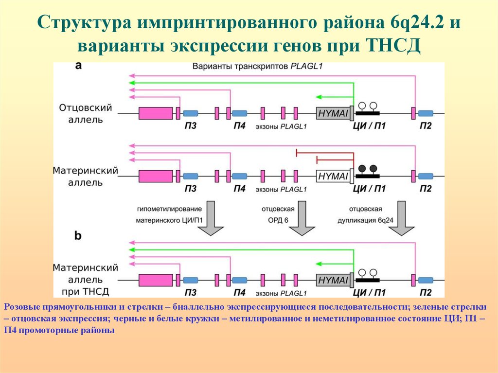 Что такое экспрессия генов