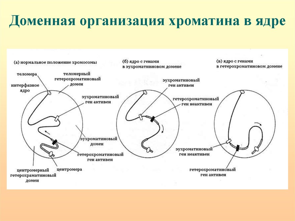 Болезни импринтинга