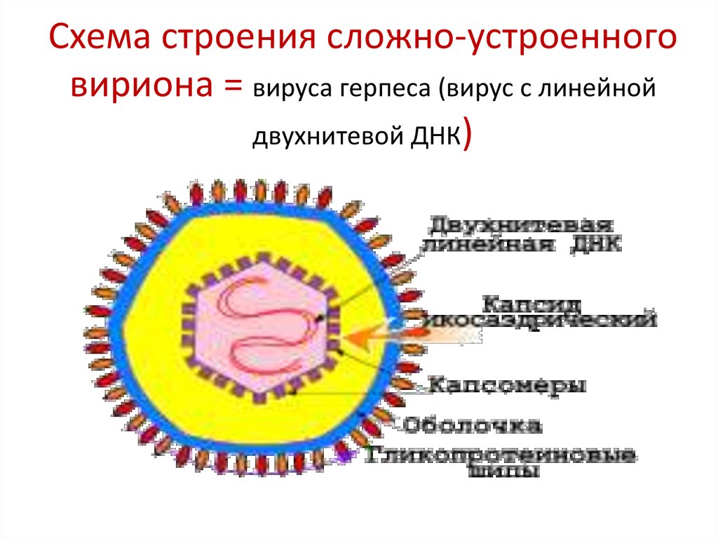 Схема строения сложно-устроенного вириона = вируса герпеса (вирус с линейной двухнитевой ДНК)