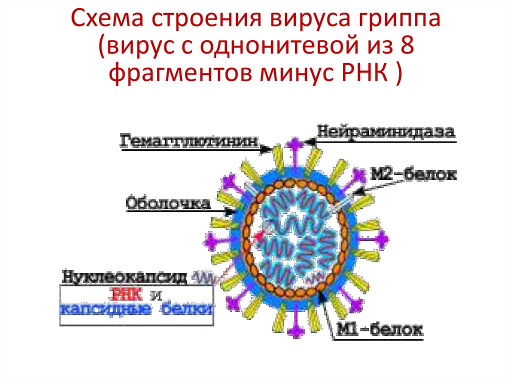 Схема строения вируса гриппа (вирус с однонитевой из 8 фрагментов минус РНК )