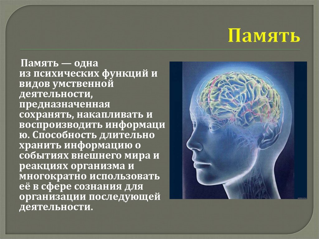 Органы памяти. Память человека. Память презентация. Психологическая память. Память в психологии презентация.