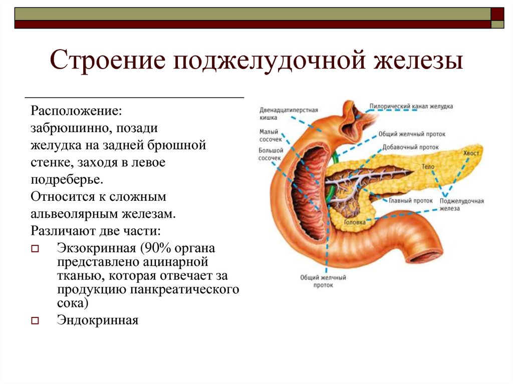 Поджелудочная железа относится к пищеварительной. Анатомическое строение поджелудочной железы. Поджелудочная железа строение и функции кратко. Поджелудочная железа расположение функции. Особенности строения поджелудочной железы таблица.