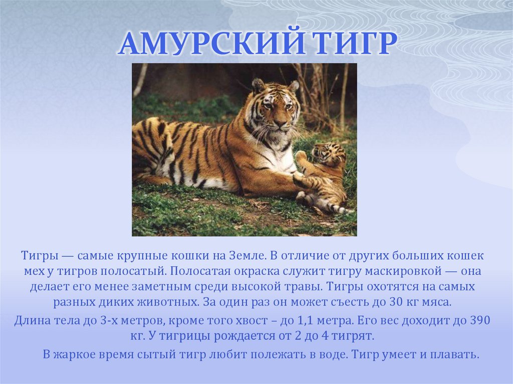 С помощью энциклопедии другой дополнительной. Амурский тигр Panthera Tigris altaica. Рассказ про Амурского тигра. Амурский тигр красная книга. Рассказ при Амурского Тигоа.