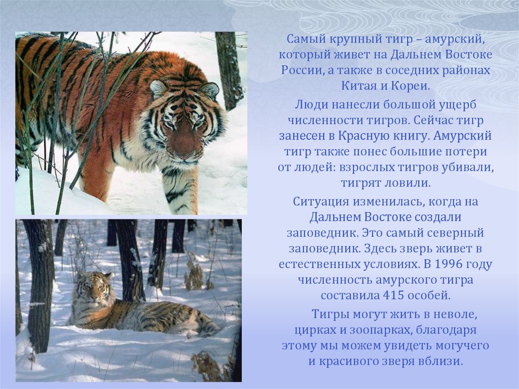 Про красную книга про тигра. Амурский тигр самый крупный тигр в мире. Амурский тигр красная книга. Животные красной книги Амурский тигр. Рассказ про Амурского тигра.