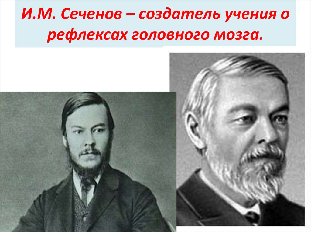 И.М. Сеченов – создатель учения о рефлексах головного мозга.