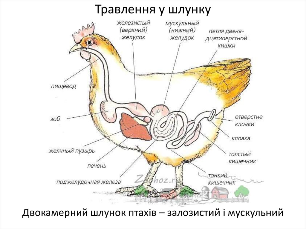 Пищевод зоб. Яйцевод курицы анатомия. Схема строения яйцевода курицы. Строение зоба у птиц. Строение курицы органы зоб.