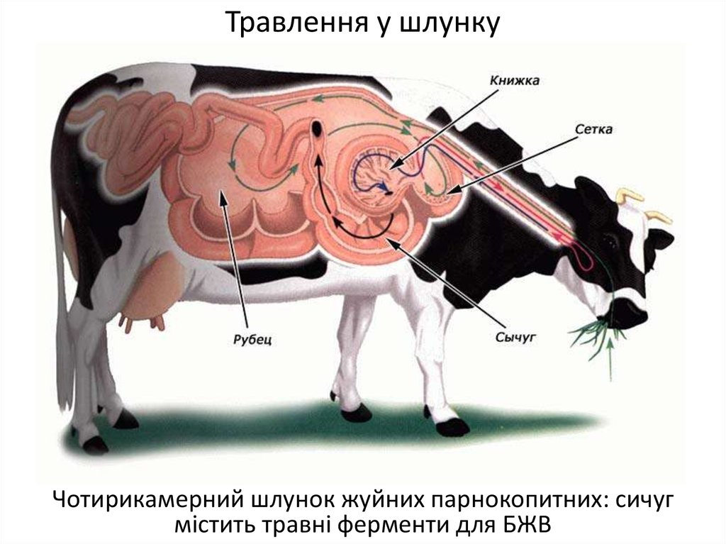 Преджелудки жвачных. Строение пищеварительного тракта коровы. Система пищеварения КРС. Пищеварительная система жвачных животных. Сычуг книжка рубец.