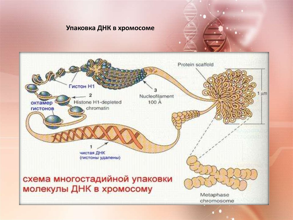 Днк информация