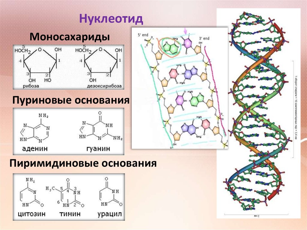 Презентация о днк