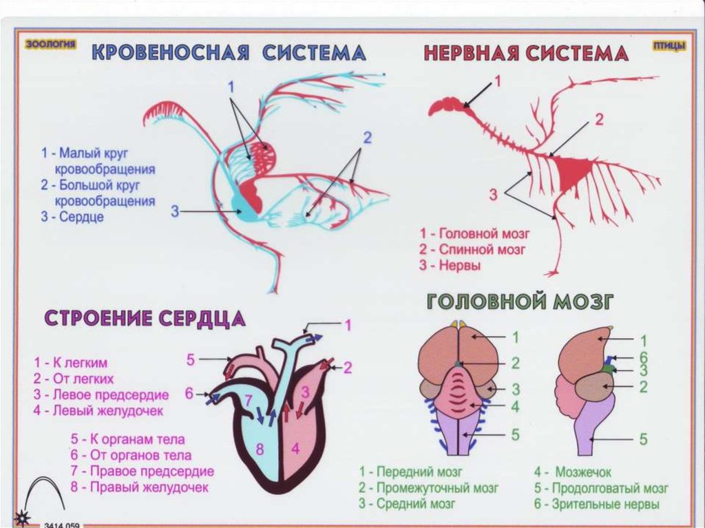 На рисунке сердца птицы подпишите названия отделов сердца