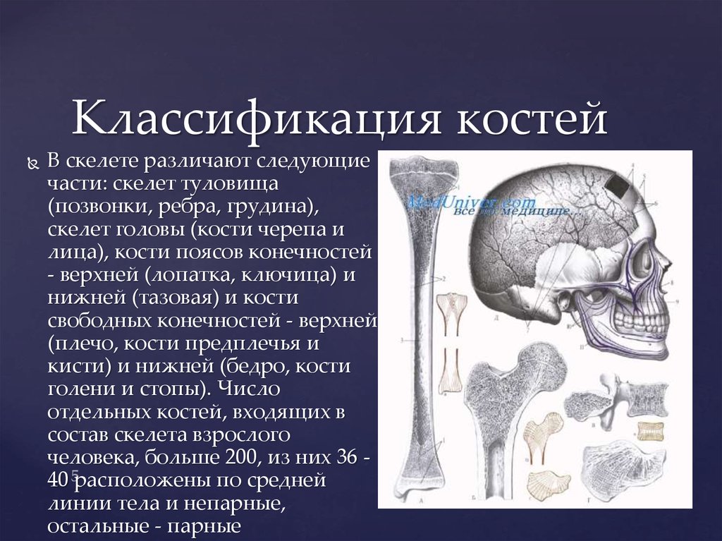 Классификация костей. Кости классификация костей. Строение кости классификация. Классификация костей по развитию.