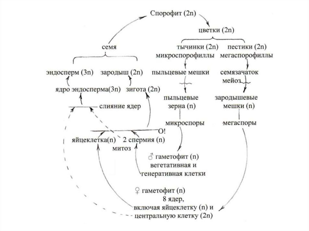 Покрытосеменные диплоидные. Цикл развития покрытосеменных схема. Цикл развития цветковых растений. Жизненный цикл покрытосеменных растений схема. Жизненный цикл покрытосеменных растений схема ЕГЭ.