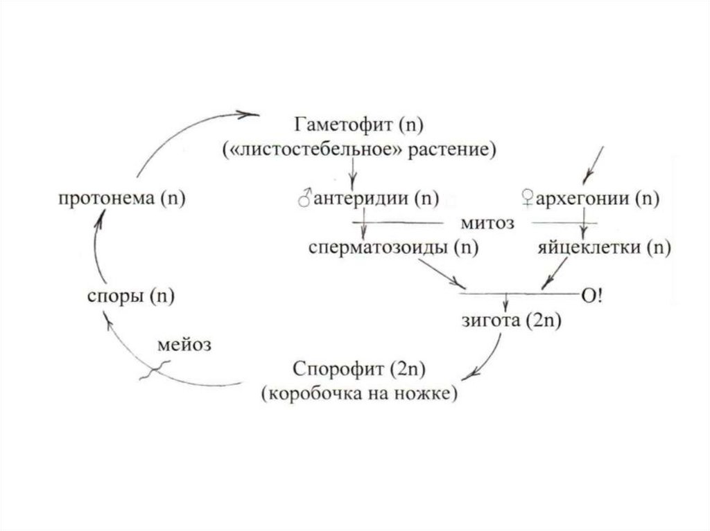 Гаметофит цикл. Циклы развития растений гаметофит спорофит. Гаметофит схема. Жизненные циклы споровых растений таблица. Схема цикла развития высших растений.