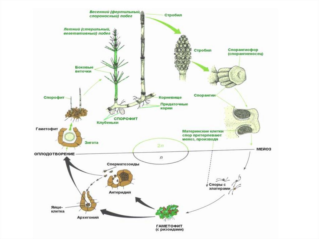 При делении жизненного цикла овощных растений. Циклы развития высших споровых растений. Жизненные циклы споровых растений таблица. Жизненный цикл споровых растений схема. Жизненный цикл развития хвощей.